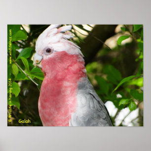 Galah (Ro Brested/Roseate Cockatoo) Poster