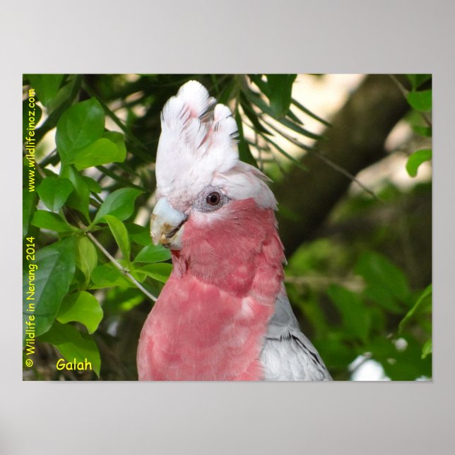 Galah (Ro Brested/Roseate Cockatoo) Poster (Framsidan)