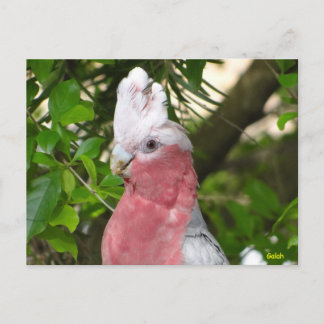 Galah (Ro Brested/Roseate Cockatoo) Vykort