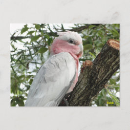 Galah (Ro Brested/Roseate Cockatoo) Vykort