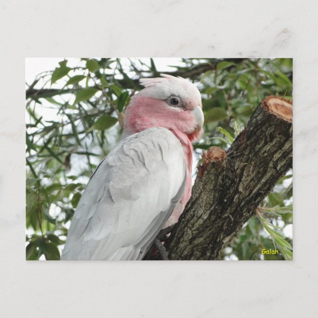 Galah (Ro Brested/Roseate Cockatoo) Vykort (Framsida)