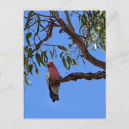 GALAH-ROSA I TRÄD I LANDSBYGDSKEENSLAND AUSTRALIEN VYKORT