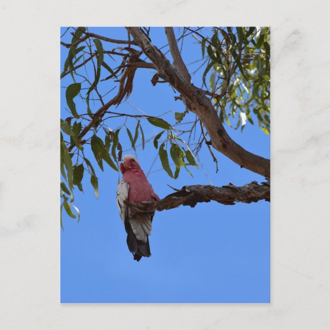 GALAH-ROSA I TRÄD I LANDSBYGDSKEENSLAND AUSTRALIEN VYKORT (Framsida)
