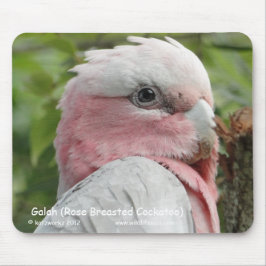 Galah (steg den gick mot kakaduan), musmatta