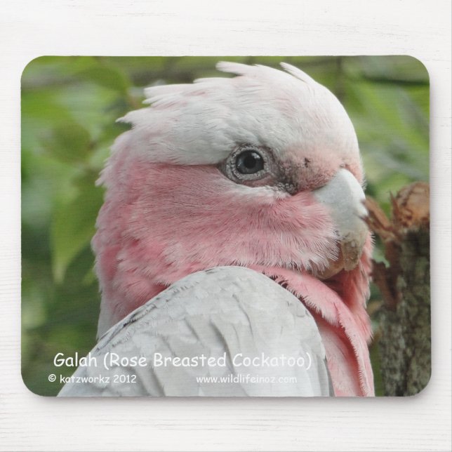 Galah (steg den gick mot kakaduan), musmatta (Framsidan)