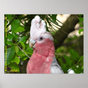 Galah (steg den gick mot/Roseate kakaduan), Poster