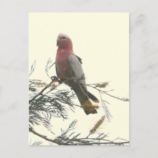 Galah Vykort