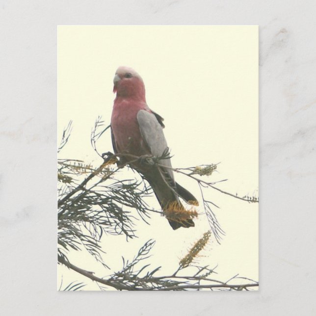 Galah Vykort (Framsida)