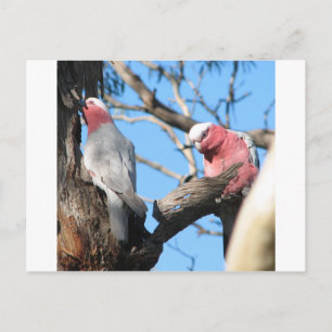 Galah Vykort