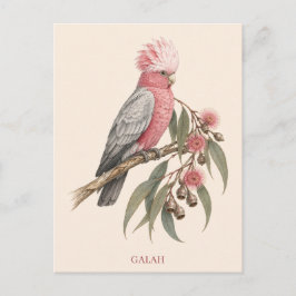 Galah vykort | Bush Edition