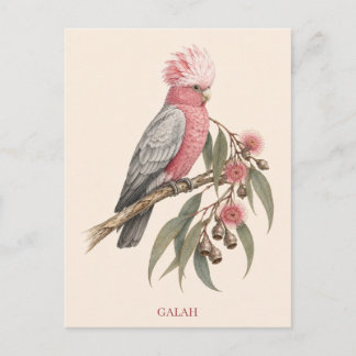Galah vykort | Bush Edition