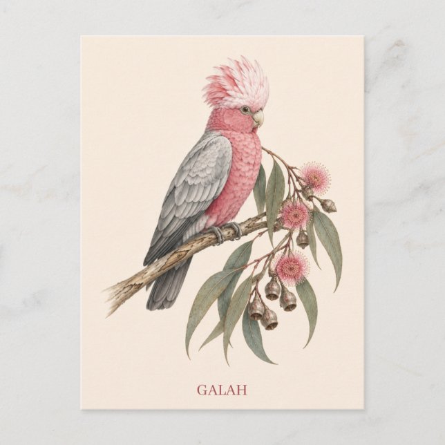 Galah vykort | Bush Edition (Framsida)