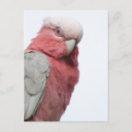 Galah-vykort Vykort