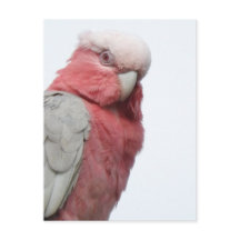 Galah-vykort