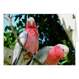 Galahs (Ro Brested/Roseate Cockatoos) Hälsningskort