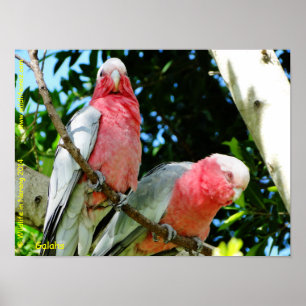 Galahs (Ro Brested/Roseate Cockatoos) Poster
