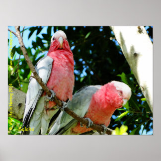 Galahs (Ro Brested/Roseate Cockatoos) Poster
