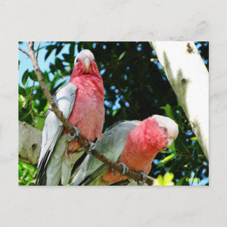 Galahs (Ro Brested/Roseate Cockatoos) Vykort