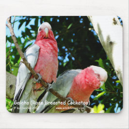 Galahs (steg den gick mot kakaduan), musmatta