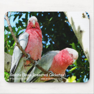 Galahs (steg den gick mot kakaduan), musmatta