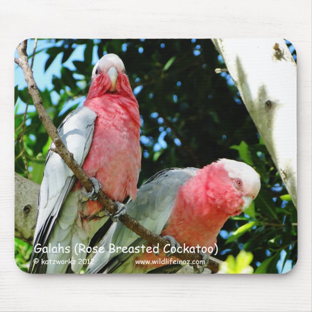 Galahs (steg den gick mot kakaduan), musmatta (Framsidan)