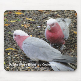 Galahs (steg den gick mot kakaduan), musmatta