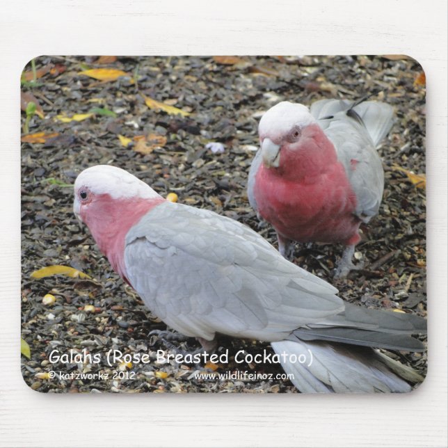 Galahs (steg den gick mot kakaduan), musmatta (Framsidan)
