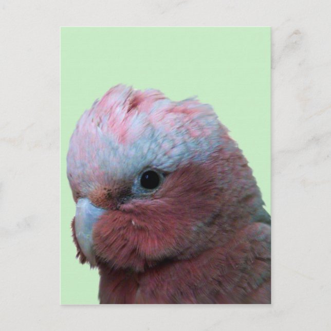 Galahs Vykort (Framsida)