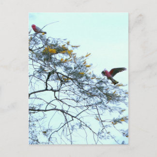 Galahs Vykort