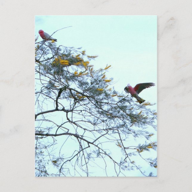 Galahs Vykort (Framsida)