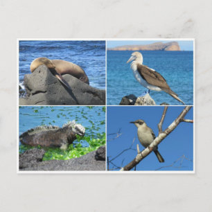 galapagos 4 vykort