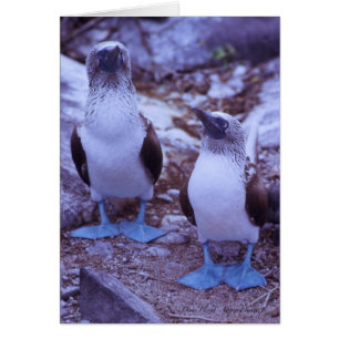 Galapagos Blått-Footed fåglar OBS Kort