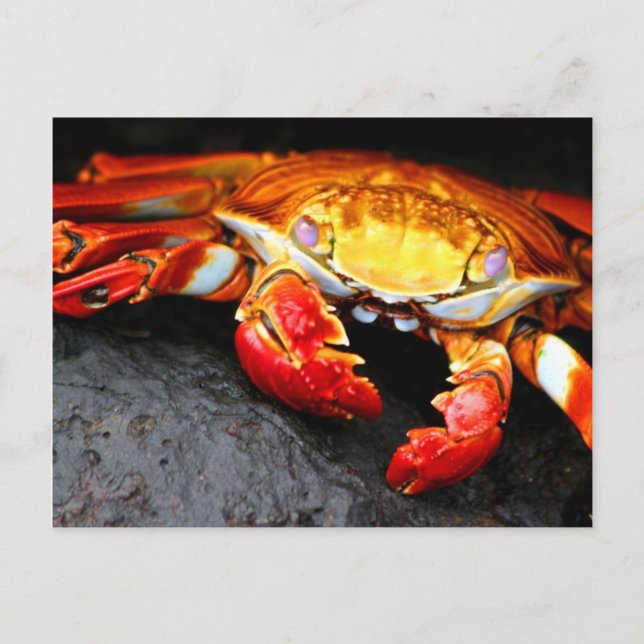 Galapagos Crab Vykort (Framsida)