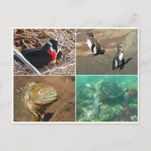 galapagos, fyra vykort
