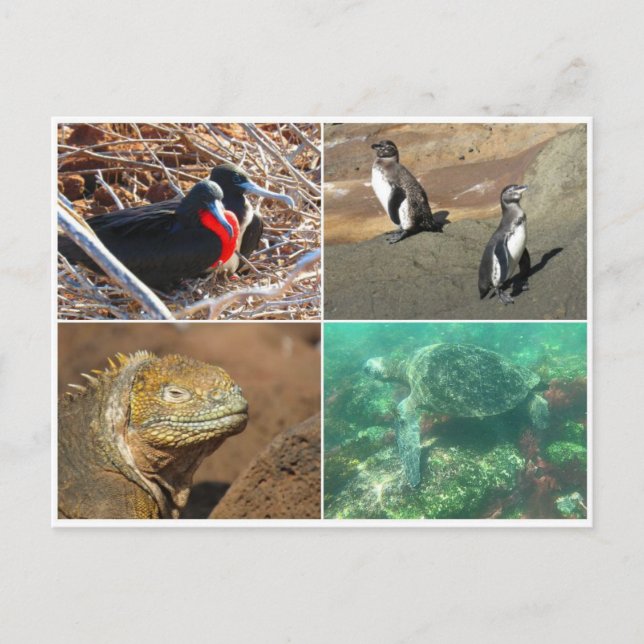 galapagos, fyra vykort (Framsida)