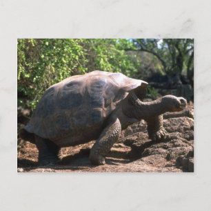 Galapagos Giant Tortoise (Dome-Shaped type) walkin Vykort