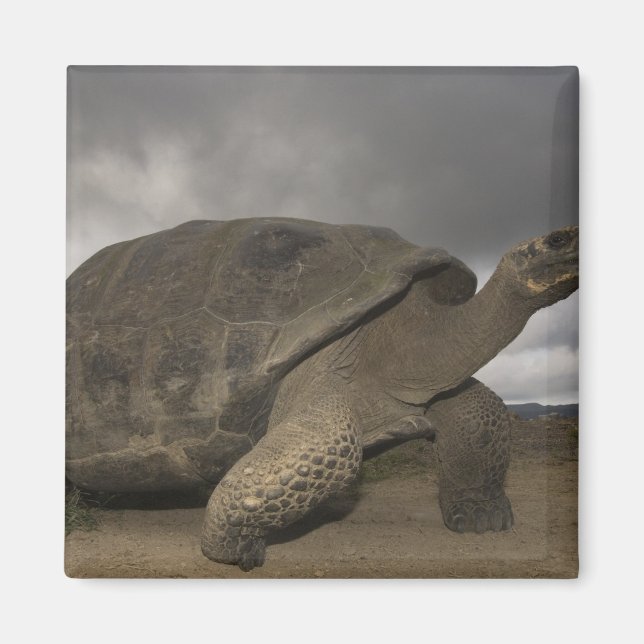 Galapagos Giant Tortoise Geochelone Magnet (Framsidan)
