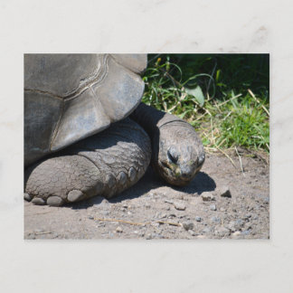 Galapagos Giant Tortoise Postcard Vykort