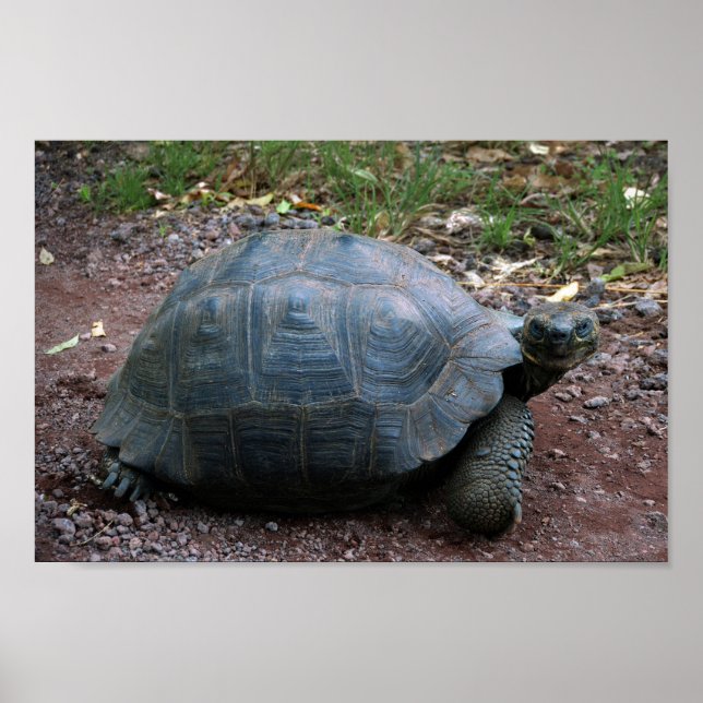 Galapagos Giant Tortoise Poster (Framsidan)