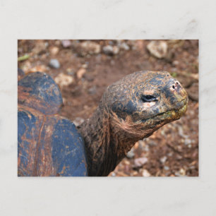 Galapagos Giant Tortoise Vykort