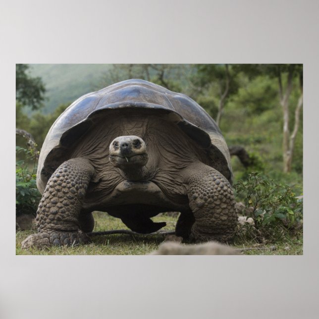 Galapagos Giant Tortoises Geochelone Poster (Framsidan)