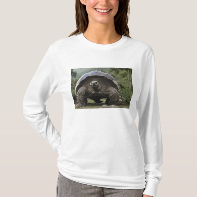 Galapagos Giant Tortoises Geochelone T-shirt (Framsida)