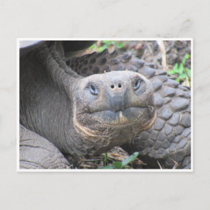 Galapagos gigantisk sköldpadda ansikte vykort