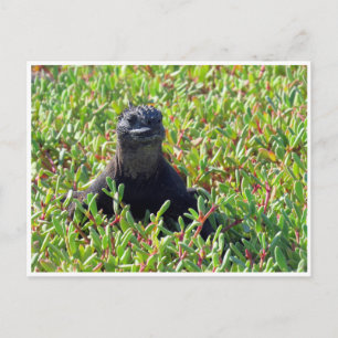 Galapagos havsleguan vykort