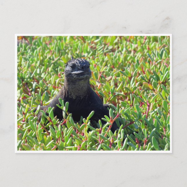 Galapagos havsleguan vykort (Framsida)