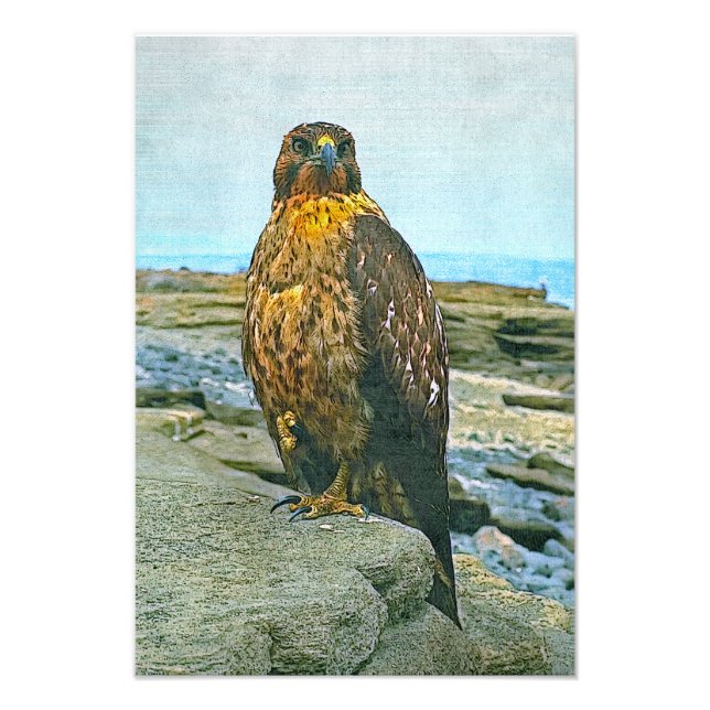 Galapagos hawk fototryck (Framsidan)