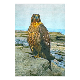 Galapagos hök fototryck