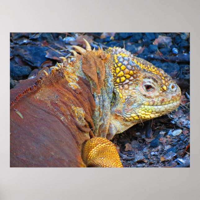Galapagos Iguana Tryck (Framsidan)