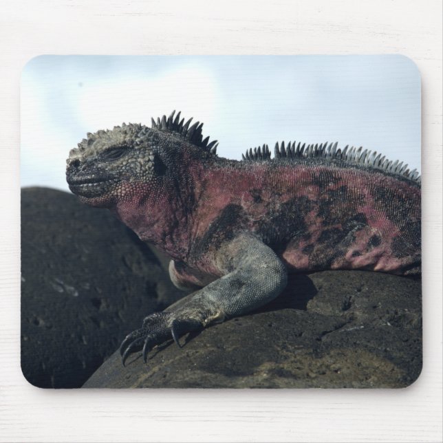 Galápagos Islands Black Iguana Musmatta (Framsidan)