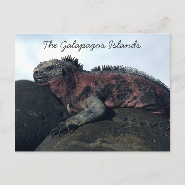 Galapagos Islands Black Iguana Vykort (Framsida)
